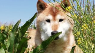 人＆動物OKの農作物作り